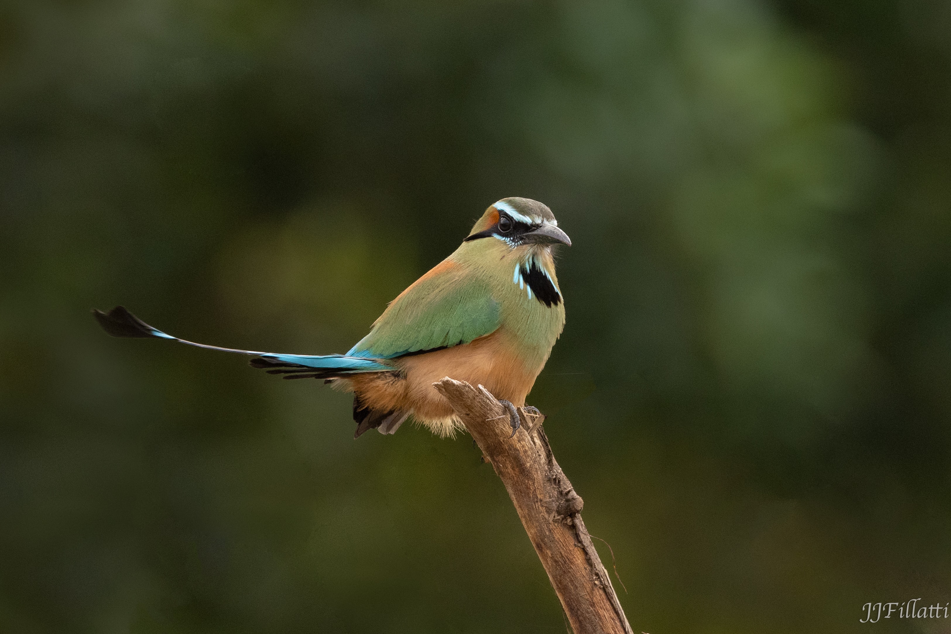 bird of Costa Rica image 45